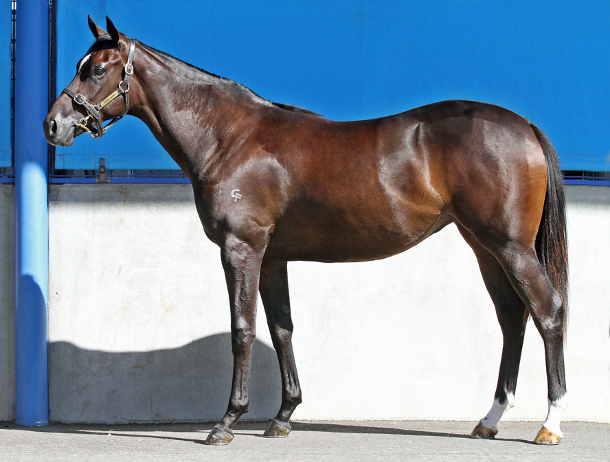 Platinum Scissors Thoroughbred Horse Profile - Next Race, Form, Stats,  News, Breeding