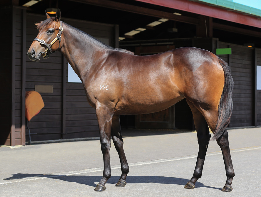 Our Dynamic SAVABEEL Filly arrives in Magnificent Order from NZ for GAI