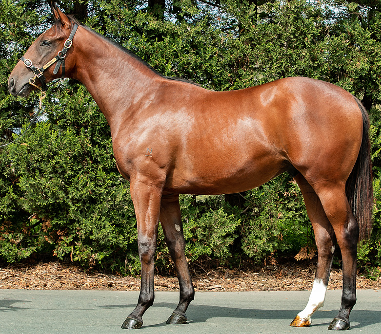 CRITERION x EXCELEINE Yearling Colt with GAI and ADRIAN