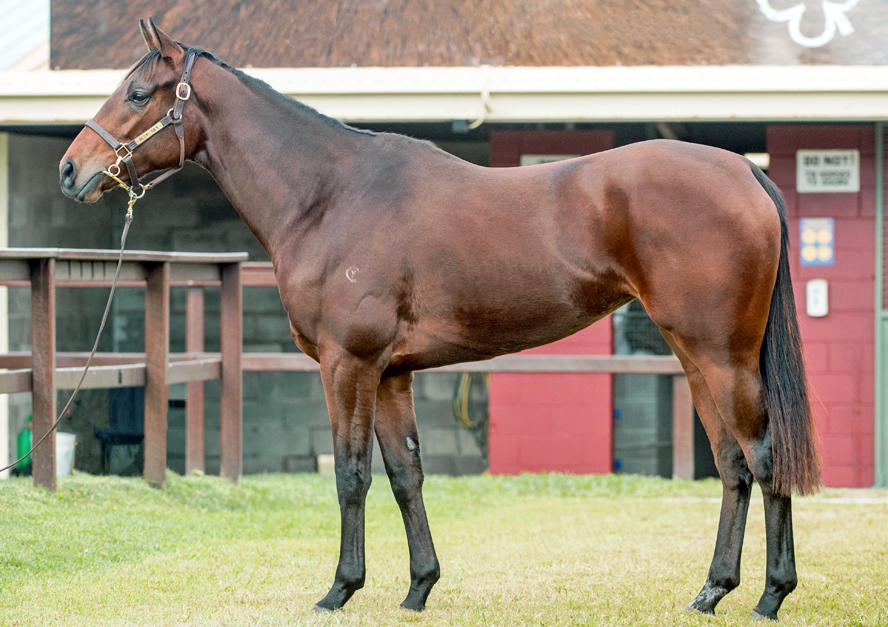 Serena's Song (horse) - American Classic Pedigrees