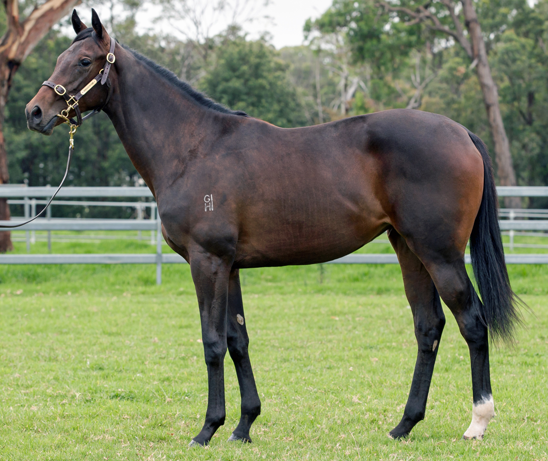 LONHRO x REMIND ME Brown FILLY trained by RICHARD FREEDMAN and