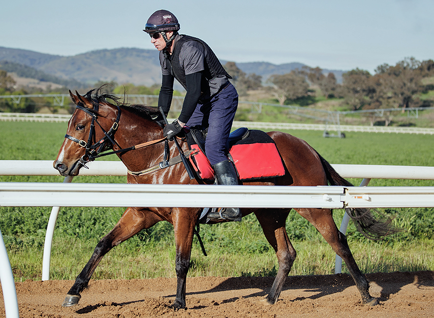 Take a 360-degree GoPro ride on winning horse American Pharoah - CNET