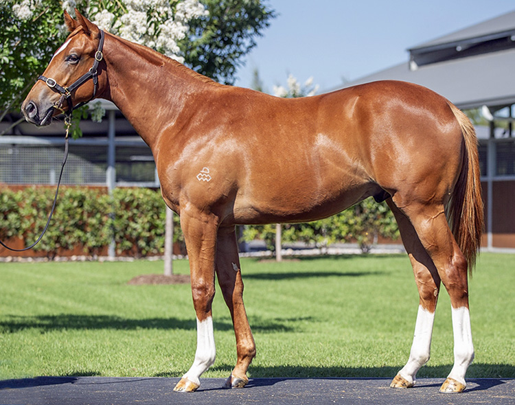 Gold Digger (horse) - American Classic Pedigrees