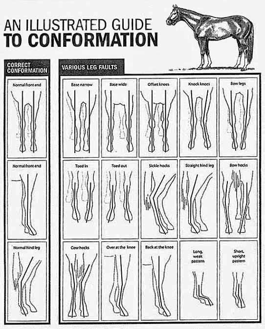 Thoroughbred Conformation Chart