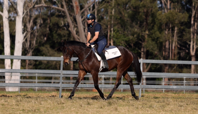 Exceed and Excel x Artemis Rose colt