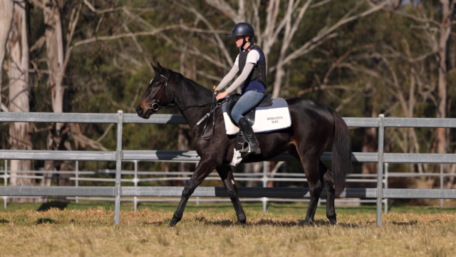 Palace Pier (GB) x You're So Good (NZ) colt