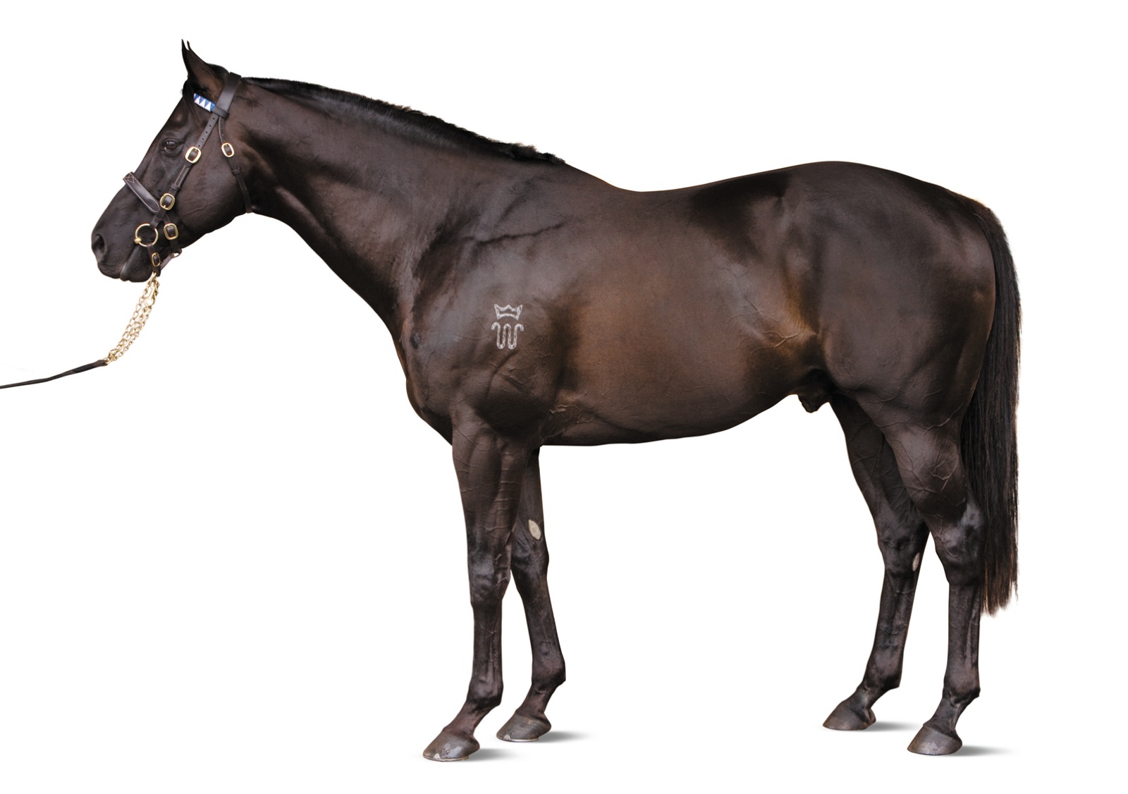 Конь г 5. Банзай лошадь. Красивая лошадь стоит полубоком. Yearling PNG.